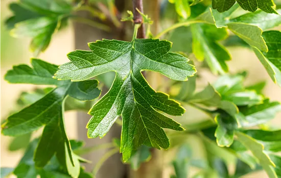 Crataegus monogyna 'Stricta' Crataegus monogyna 'Stricta'