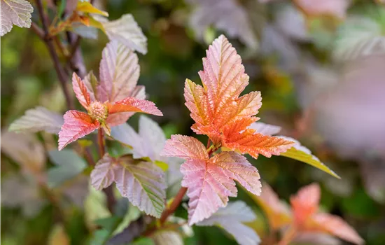Physocarpus opulifolius 'Lady in Red' Physocarpus opulifolius 'Lady in Red'