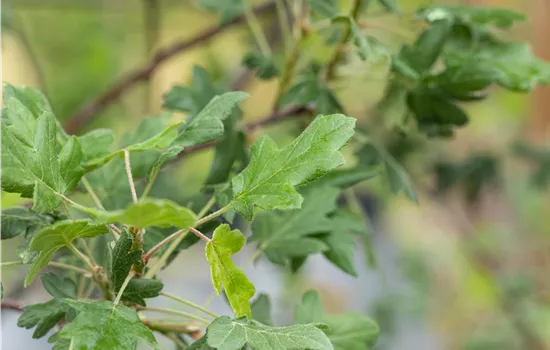 Malus trilobata Malus trilobata
