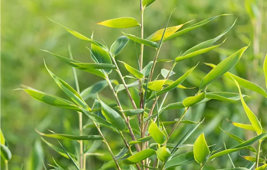 Fargesia 'Blue Lizard' Fargesia 'Blue Lizard'