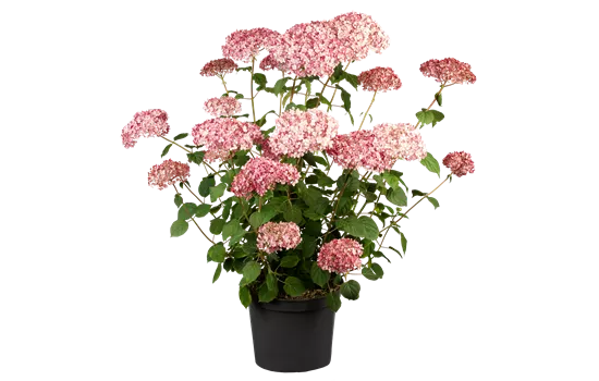 Hydrangea arbor.'Pink Annabelle' -R- Hydrangea arbor.'Pink Annabelle' -R-
