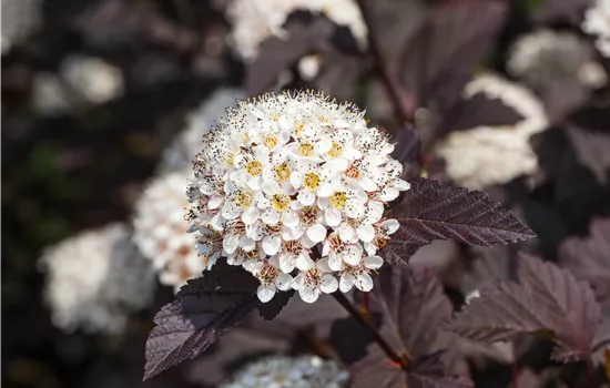 Physocarpus opulifolius 'Summer Wine' -R- Physocarpus opulifolius 'Summer Wine' -R-
