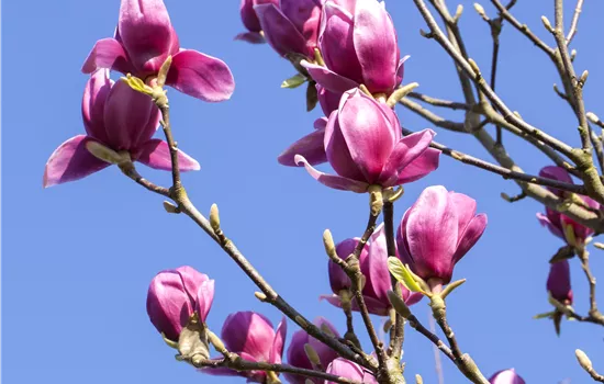 Magnolia liliiflora 'Nigra'