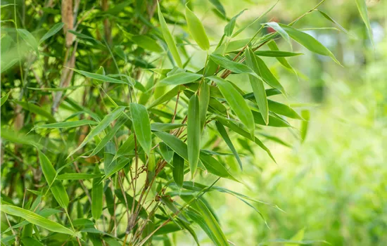 Fargesia murielae 'Jumbo'