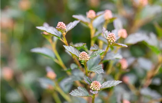 Physocarpus opulifolius 'Tiny Wine' -R-