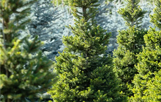 Picea abies 'Columnaris' Picea abies 'Columnaris'