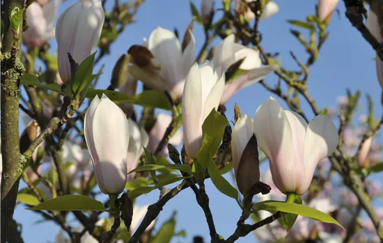Magnolia soulangeana 'Heaven Scent' Magnolia soulangeana 'Heaven Scent'