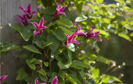 Clematis tex.'Princess Diana' Clematis tex.'Princess Diana'