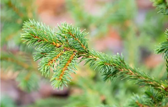 Picea abies 'Maxwellii' Picea abies 'Maxwellii'