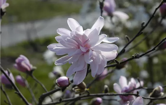 Magnolia stellata 'George Henry Kern'