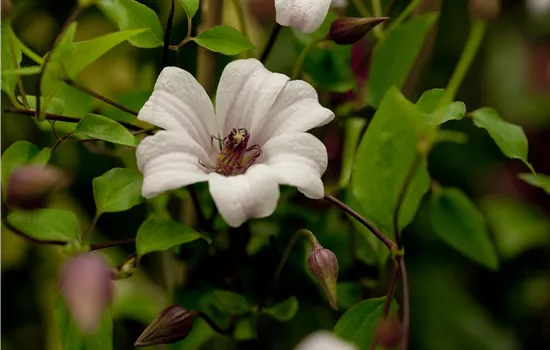 Clematis tex.'Princess Kate' Clematis tex.'Princess Kate'