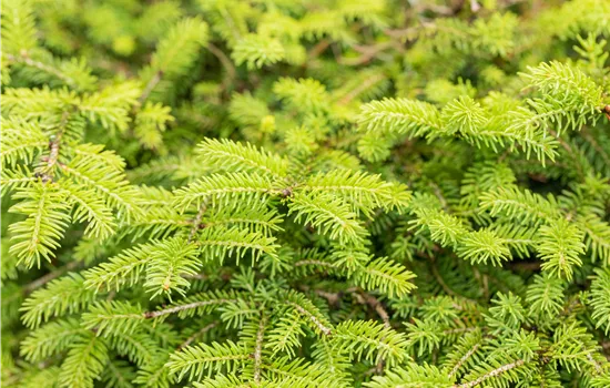 Picea abies 'Nidiformis' Picea abies 'Nidiformis'