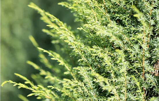 Juniperus com.'Hibernica' Juniperus com.'Hibernica'