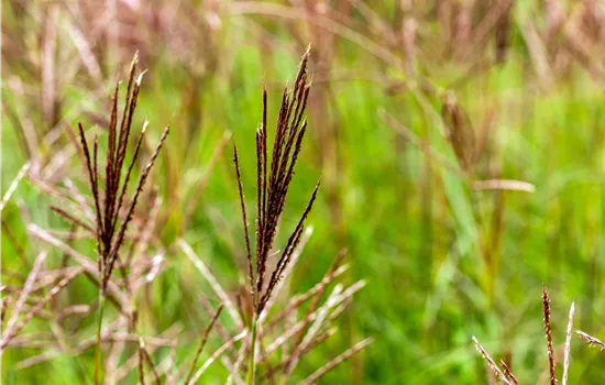 Miscanthus sinensis 'Red Chief' Miscanthus sinensis 'Red Chief'