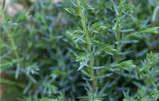 Juniperus com.'Sentinel'