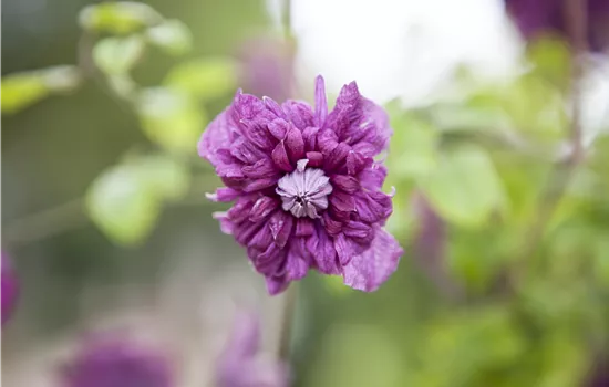 Clematis viticell.'Purpurea Plena Elegans' Clematis viticell.'Purpurea Plena Elegans'