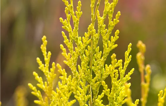 Chamaecyparis laws.'Ivonne'