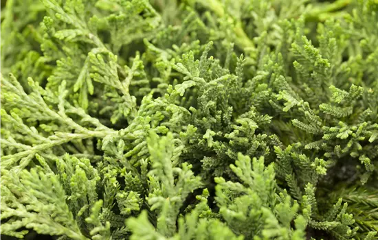 Juniperus horizontalis 'Glauca'