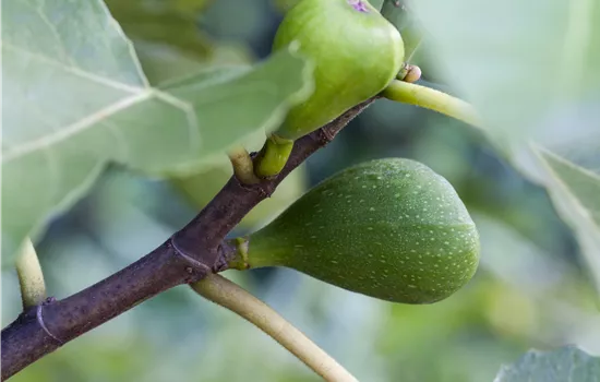 Ficus carica 'Dalmatie' CAC