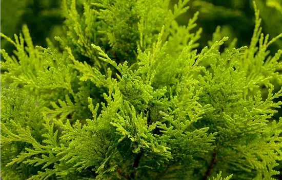 Chamaecyparis laws.'Stardust'