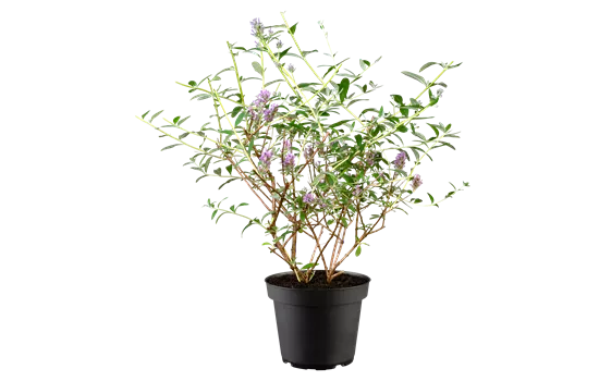 Buddleja alternifolia 'Unique' Buddleja alternifolia 'Unique'