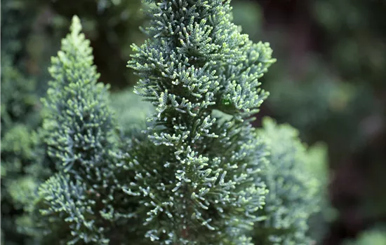 Chamaecyparis laws.'Wissel's Saguaro'