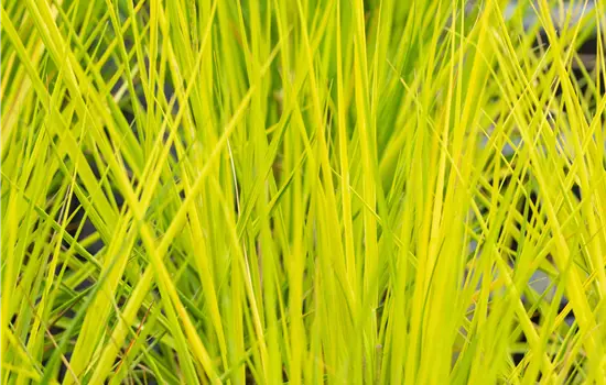 Molinia caerulea 'Heidebraut'