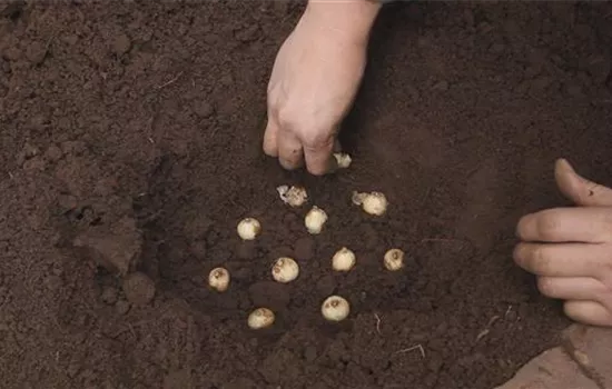 Traubenhyazinthen - Blumenzwiebeln einpflanzen Traubenhyazinthen - Blumenzwiebeln einpflanzen