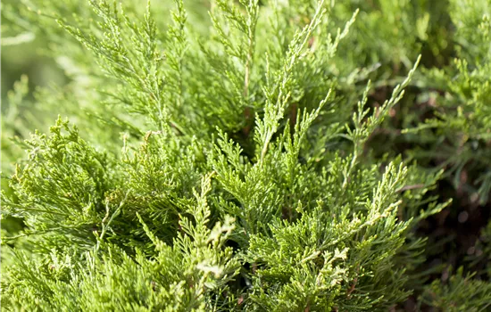 Juniperus media 'Mint Julep' Juniperus media 'Mint Julep'