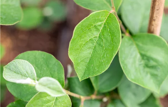 Cydonia 'Limon Ayvasi'