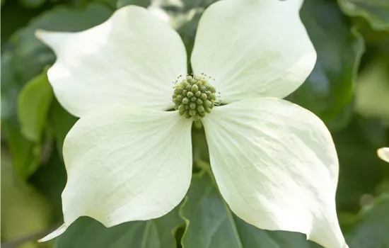 Cornus kousa 'Venus' Cornus kousa 'Venus'