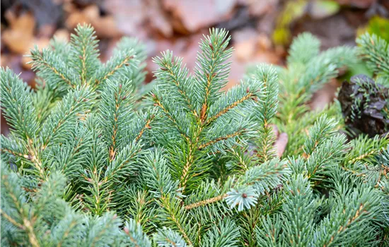 Picea mariorika 'Machala'