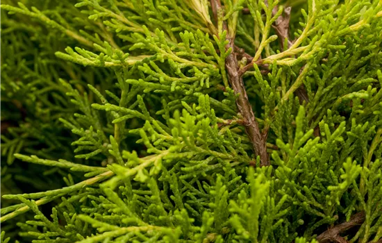 Juniperus media 'Old Gold' Juniperus media 'Old Gold'