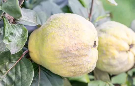 Cydonia 'Muskatnaja' Cydonia 'Muskatnaja'