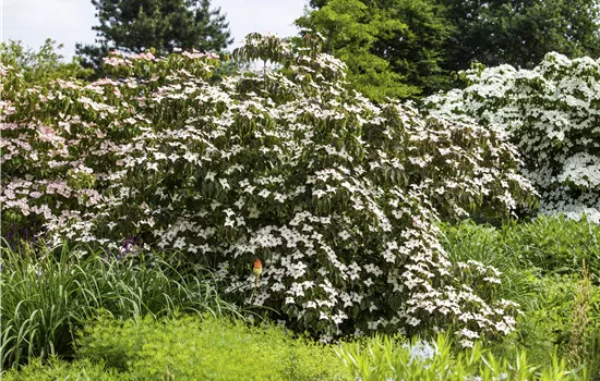 Cornus kousa Cappuccino Cornus kousa Cappuccino