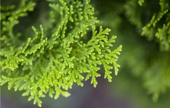 Chamaecyparis obtusa 'Nana Gracilis'