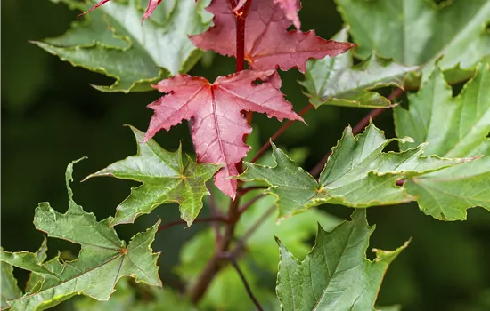 Acer platanoides 'Crimson Sentry' Acer platanoides 'Crimson Sentry'