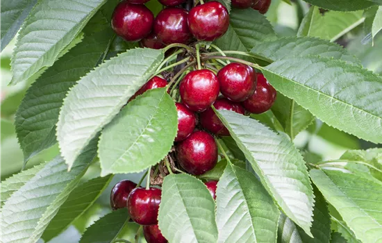 Prunus avium 'Garden Bing'