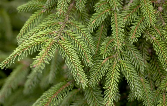 Picea orientalis 'Aureospicata'
