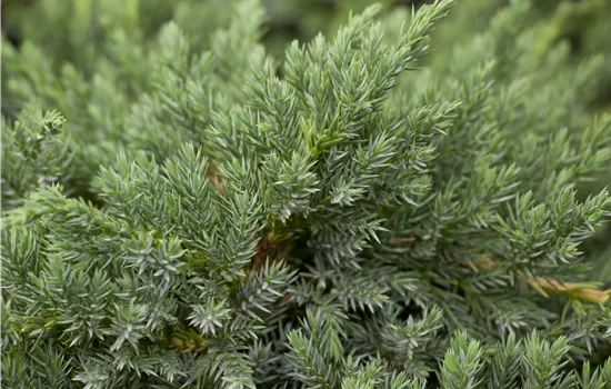 Juniperus squamata 'Blue Carpet' Juniperus squamata 'Blue Carpet'