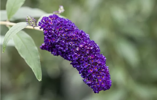 Buddleja davidii 'Black Knight'