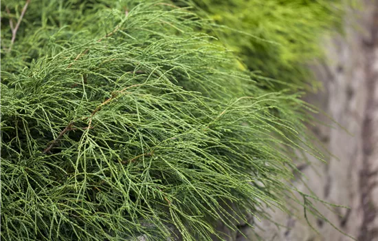 Chamaecyparis pis.'Filifera Nana'