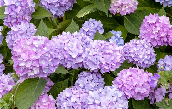 Hydrangea macrophylla 'Endless Summer'