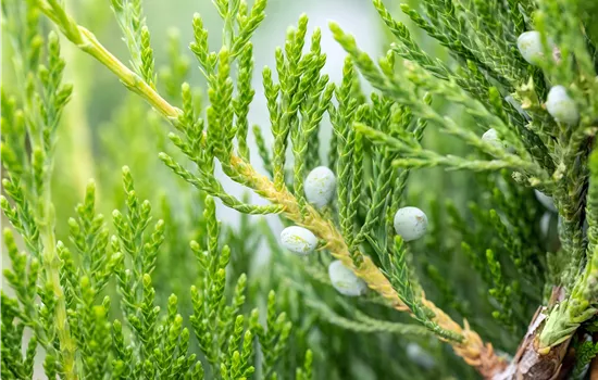 Juniperus virginiana 'Canaertii'