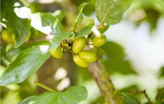 Cornus mas 'Jolico'