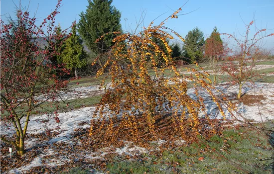 Malus 'Butterball'
