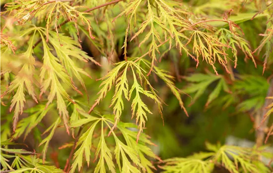 Acer pseudosieboldianum 'Ice Dragon'