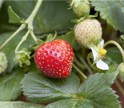 Fragaria x ananassa 'Mieze Schindler' CAC