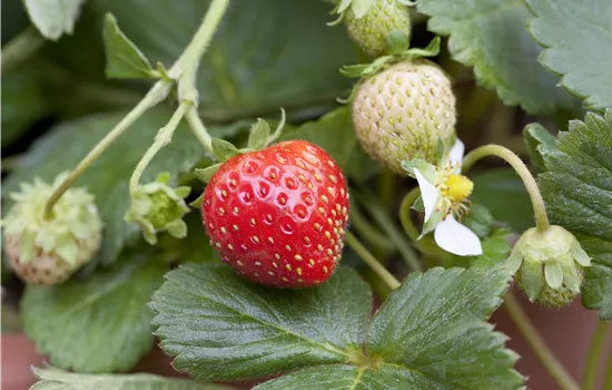 Fragaria x ananassa 'Mieze Schindler' CAC