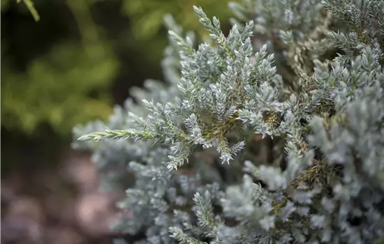 Juniperus virginiana 'Glauca'